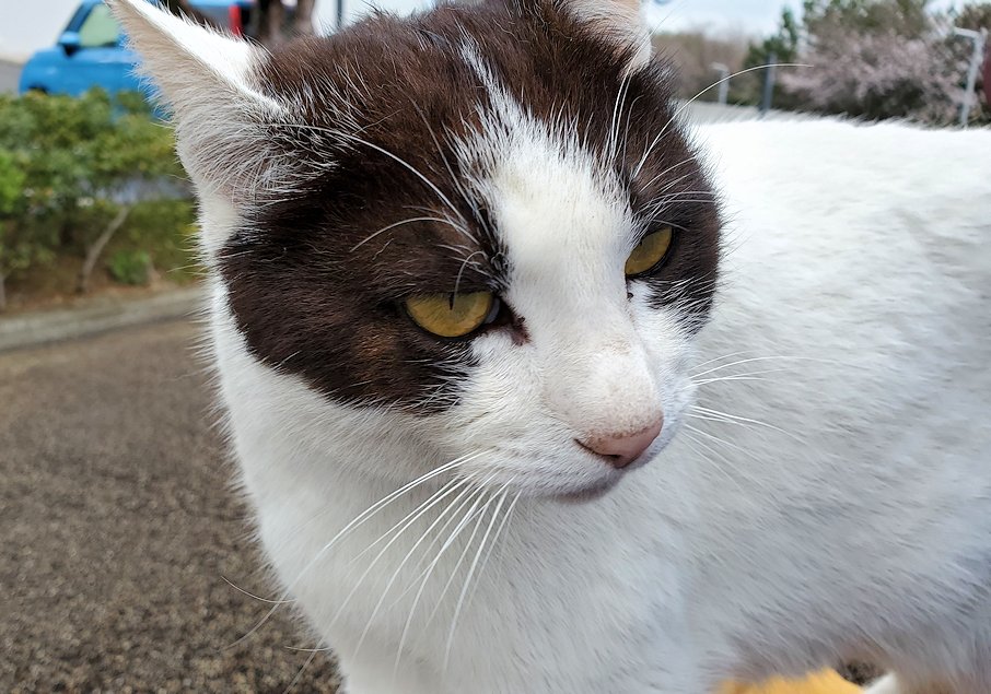 高知市　桂浜　記念館前にいた猫　膝に乗る　可愛い