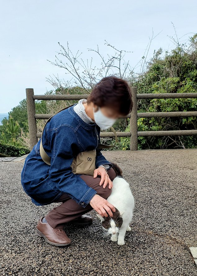 高知市　桂浜　記念館前にいた猫を撫でるオカン