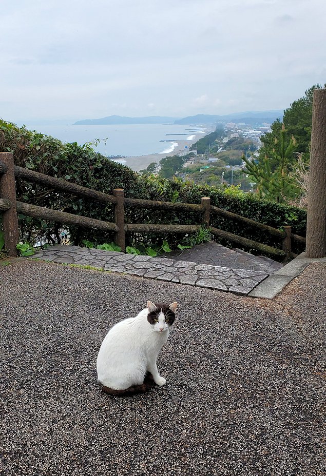 高知市　桂浜　記念館前にいた猫　景色