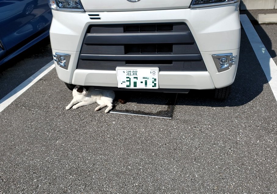 高知市　桂浜　坂本龍馬記念館近くの居た猫ちゃん　車の下でのんびり