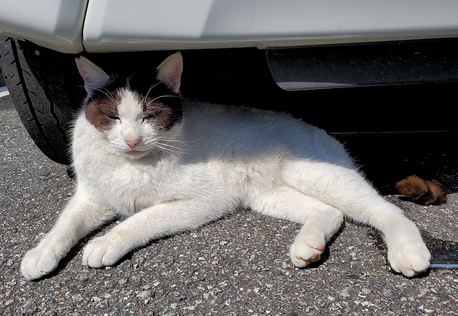 高知市　桂浜　坂本龍馬記念館近くの居た猫ちゃん　車の下でのんびり　アップ