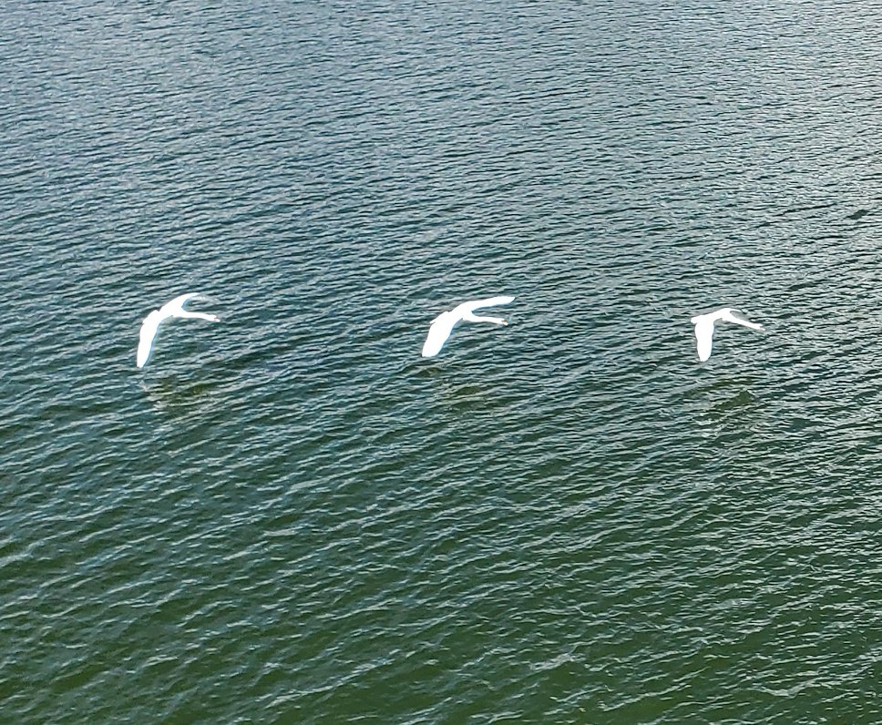 島根県松江市　宍道湖大橋　近くを飛び3匹のシラサギ
