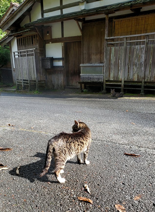 島根県太田市　大森町　たたずむ猫