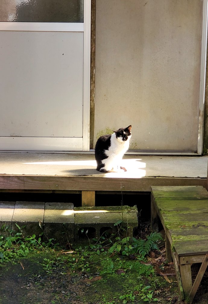 島根県太田市　大森町　家の奥にいた猫
