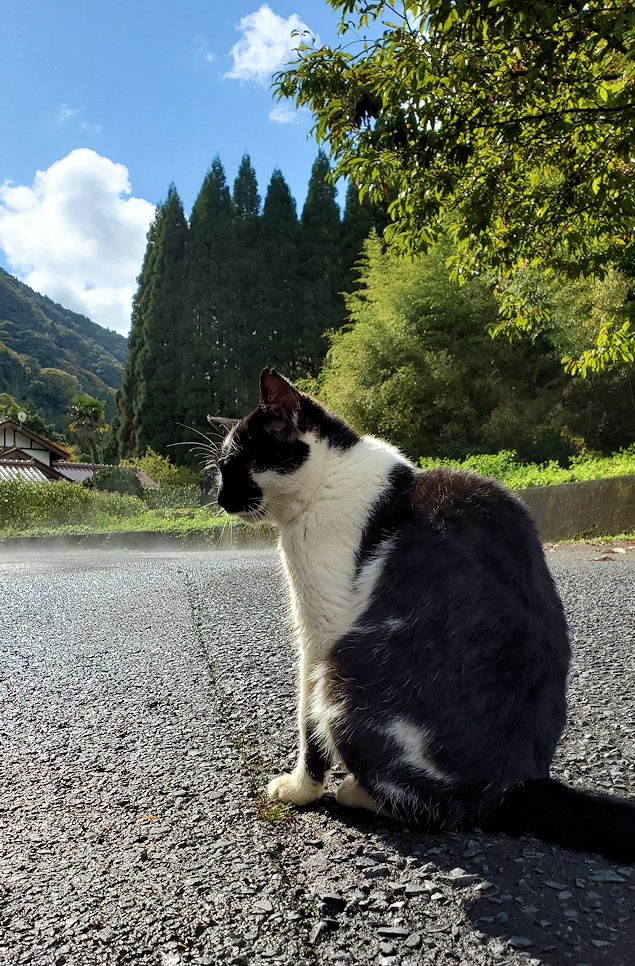 島根県太田市　大森町　道端にたたずむ猫2