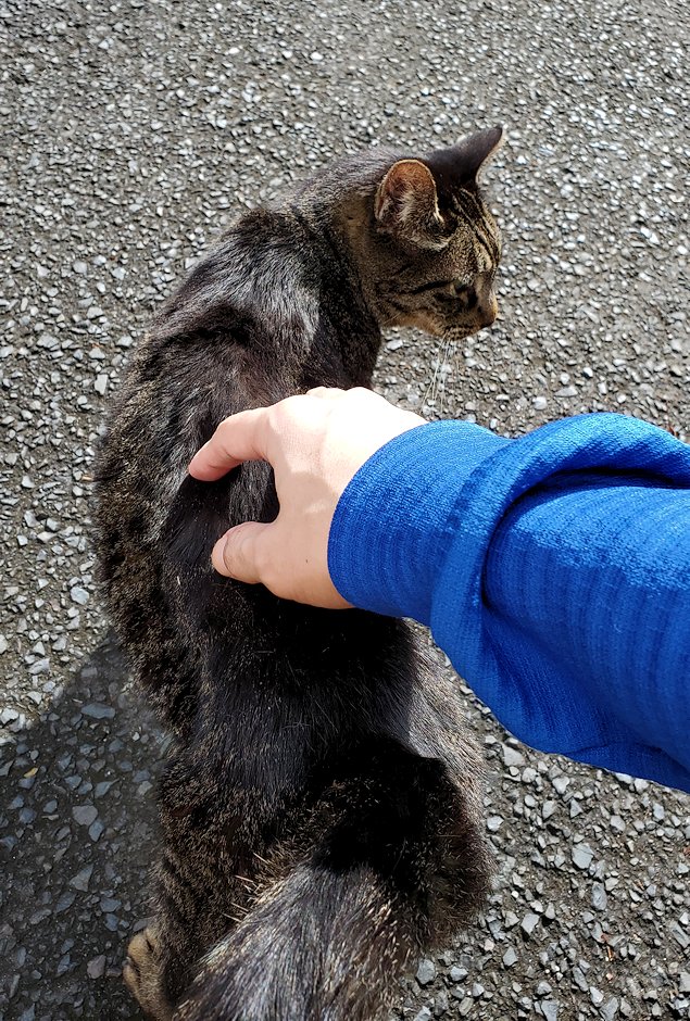 島根県太田市　大森町　道端にたたずむ猫　触る