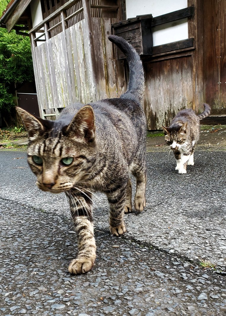 島根県太田市　大森町　歩く猫