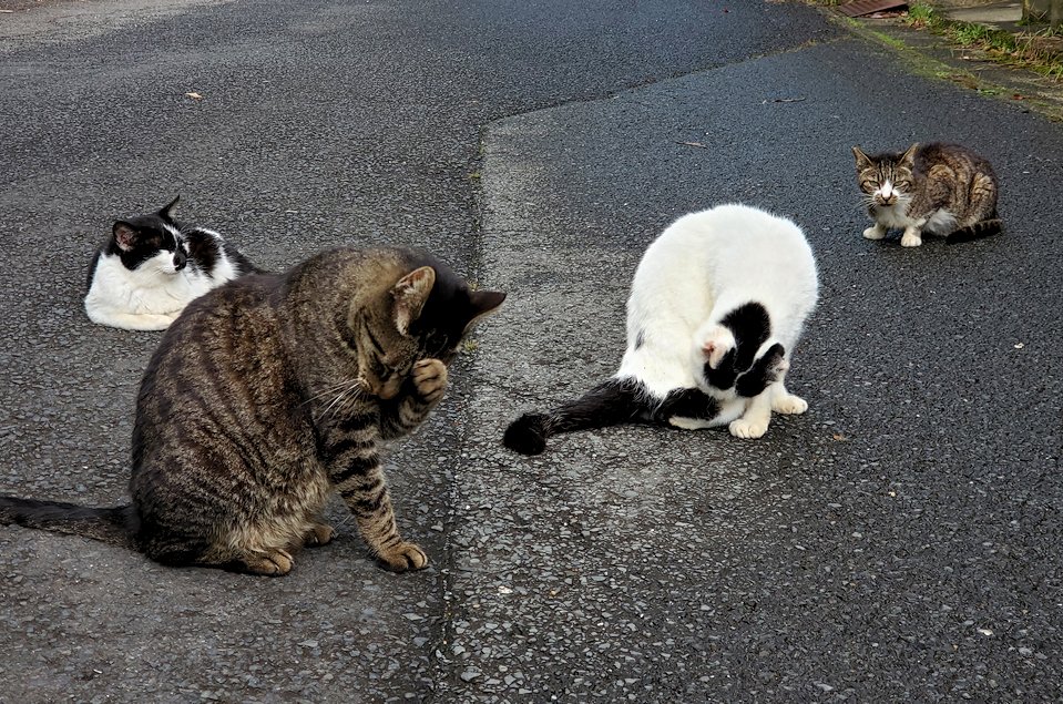 島根県太田市　大森町　道端にたたずむ猫と団欒