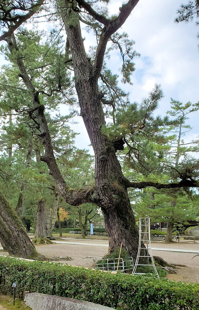 島根県　出雲大社　境内の松の木