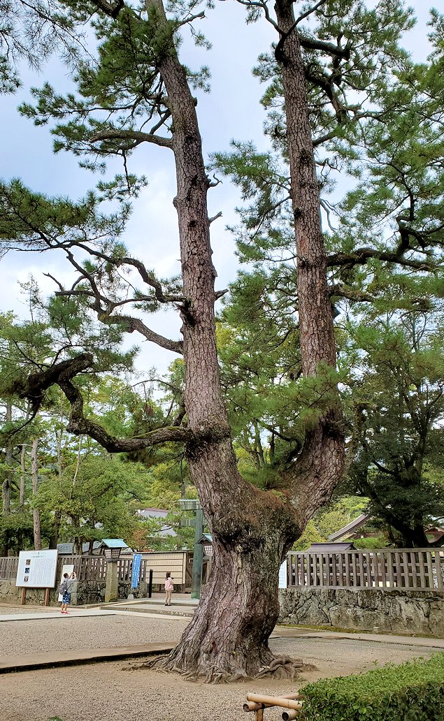 島根県　出雲大社　境内の松の木2