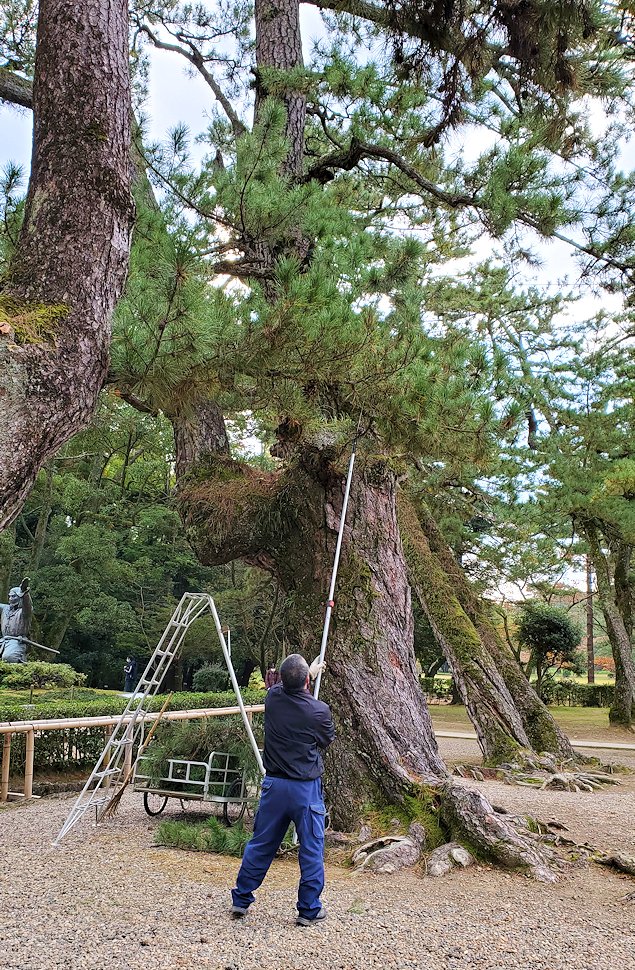 島根県　出雲大社　境内の松の木を手入れする職人さん