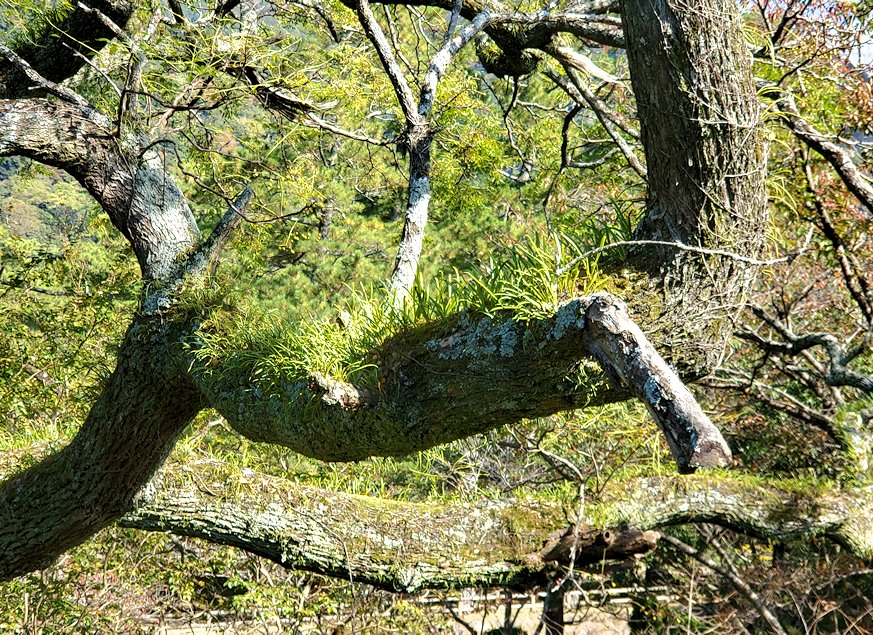 島根県　出雲大社付近の苔が生えた木
