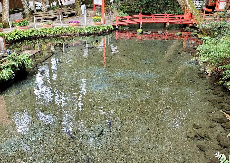鹿児島県指宿市　唐船峡　湧き水で出来た池