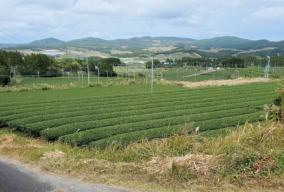 南九州市　茶畑の景色