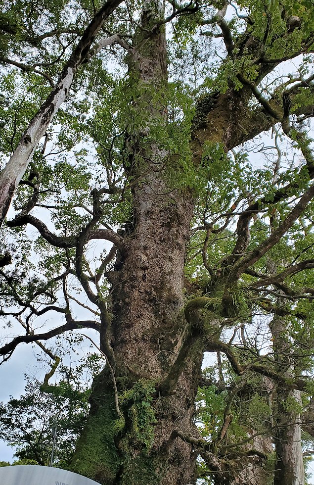 南さつま市　竹田神社　数百年前から生える大楠の木