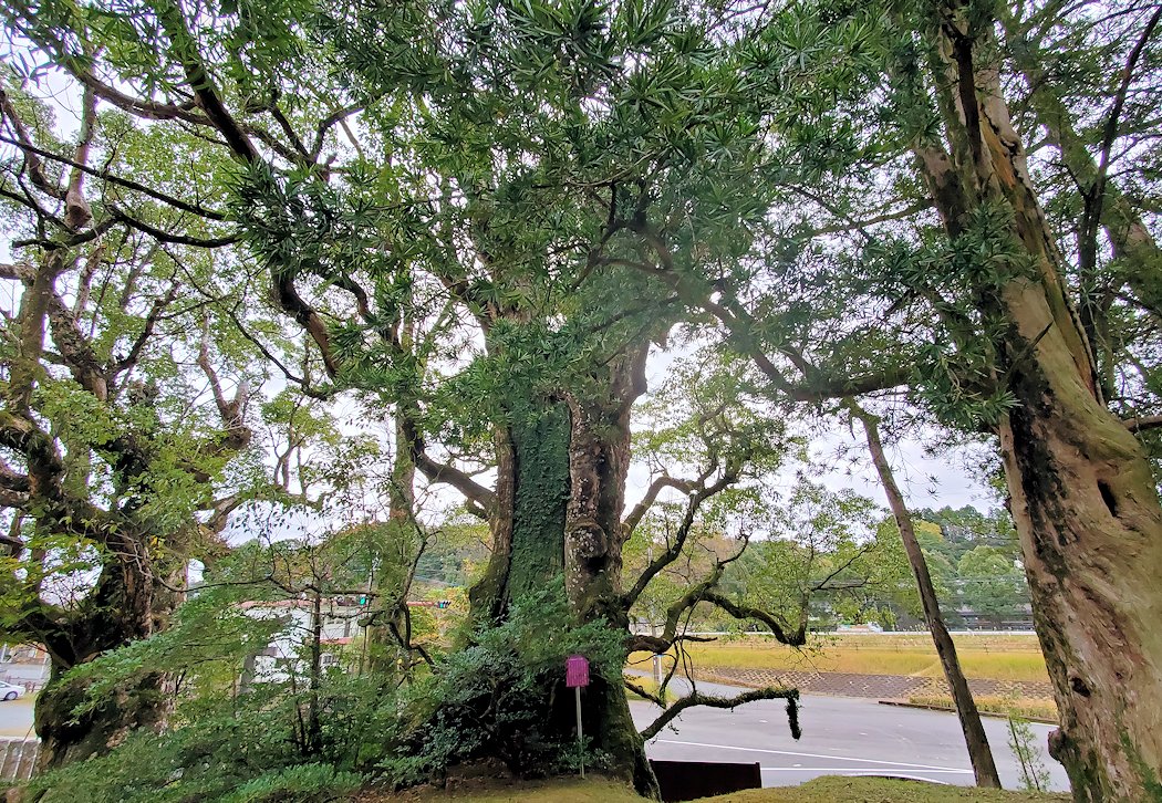 南さつま市　竹田神社　数百年前から生える大楠の木2
