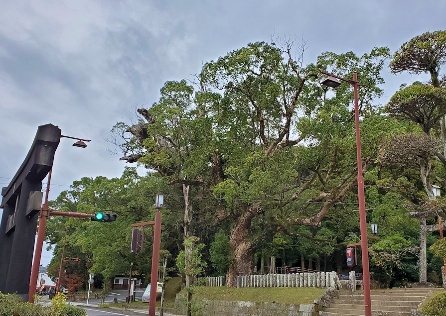 南さつま市　竹田神社　数百年前から生える大楠の木3