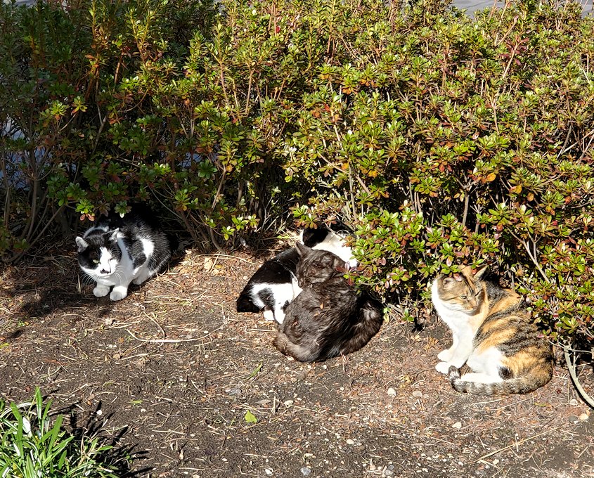 鹿児島 　桜島溶岩なぎさ公園　入口にいた猫ちゃん達