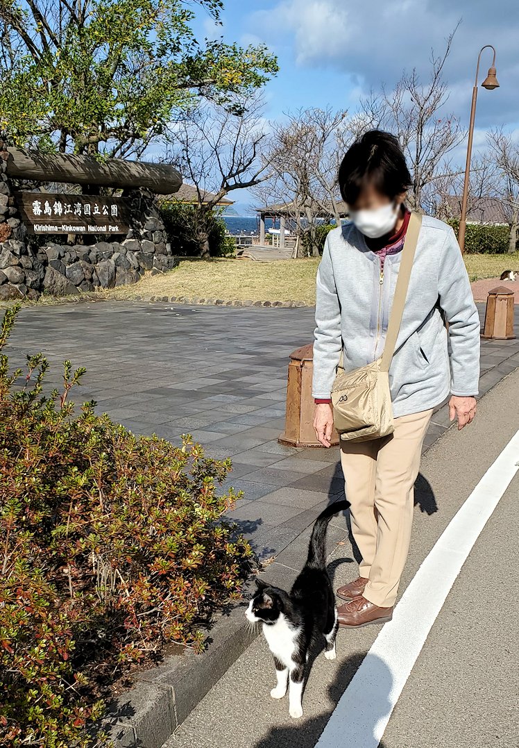 鹿児島 　桜島溶岩なぎさ公園　入口にいた猫ちゃん　寄ってくる3