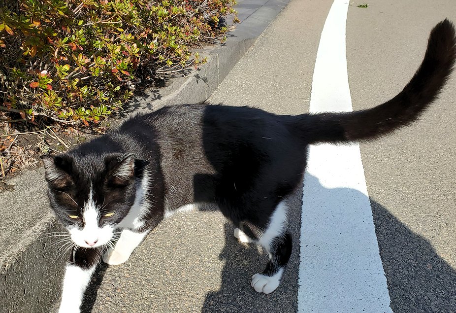 鹿児島 　桜島溶岩なぎさ公園　入口にいた猫ちゃん　寄ってくる