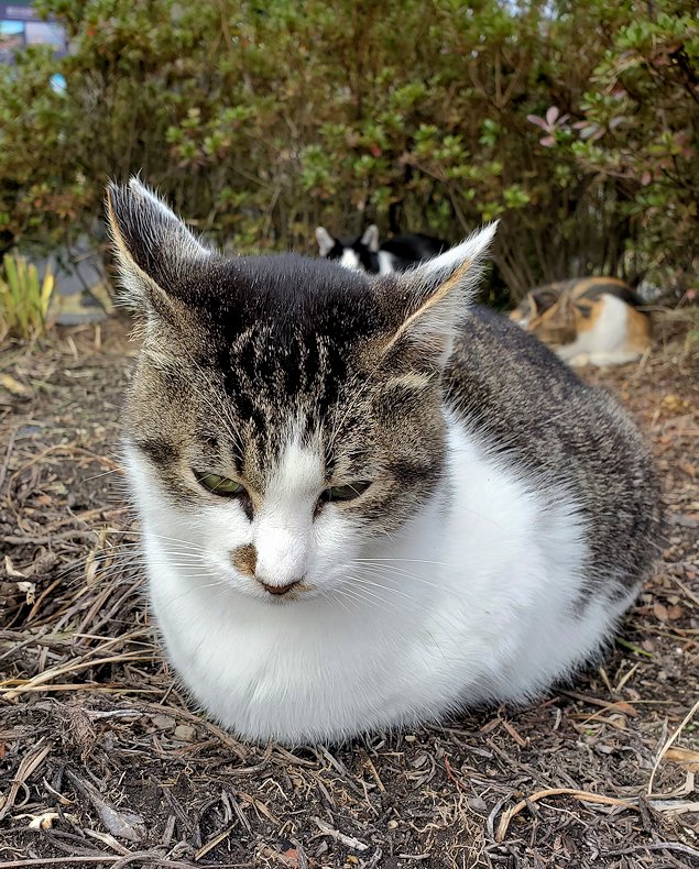鹿児島 　桜島溶岩なぎさ公園　入口にいた猫ちゃん　座る猫