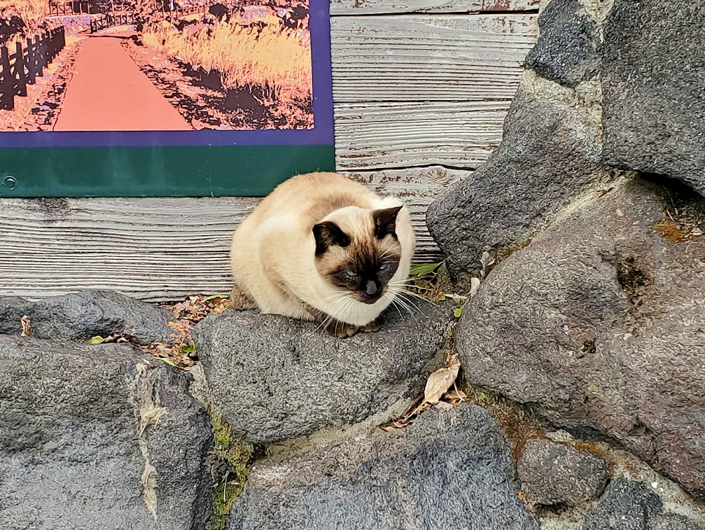 鹿児島 　桜島溶岩なぎさ公園　入口にいた猫ちゃん　シャム猫