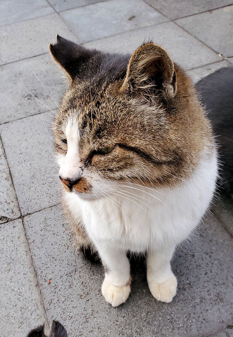 鹿児島 　桜島溶岩なぎさ公園　入口にいた猫ちゃん　座る猫2