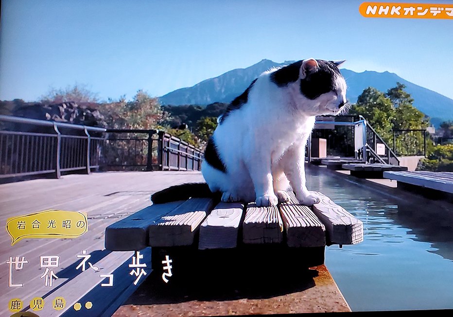 『岩合光昭の世界ネコ歩き：鹿児島』で、写っていたビックボス猫
