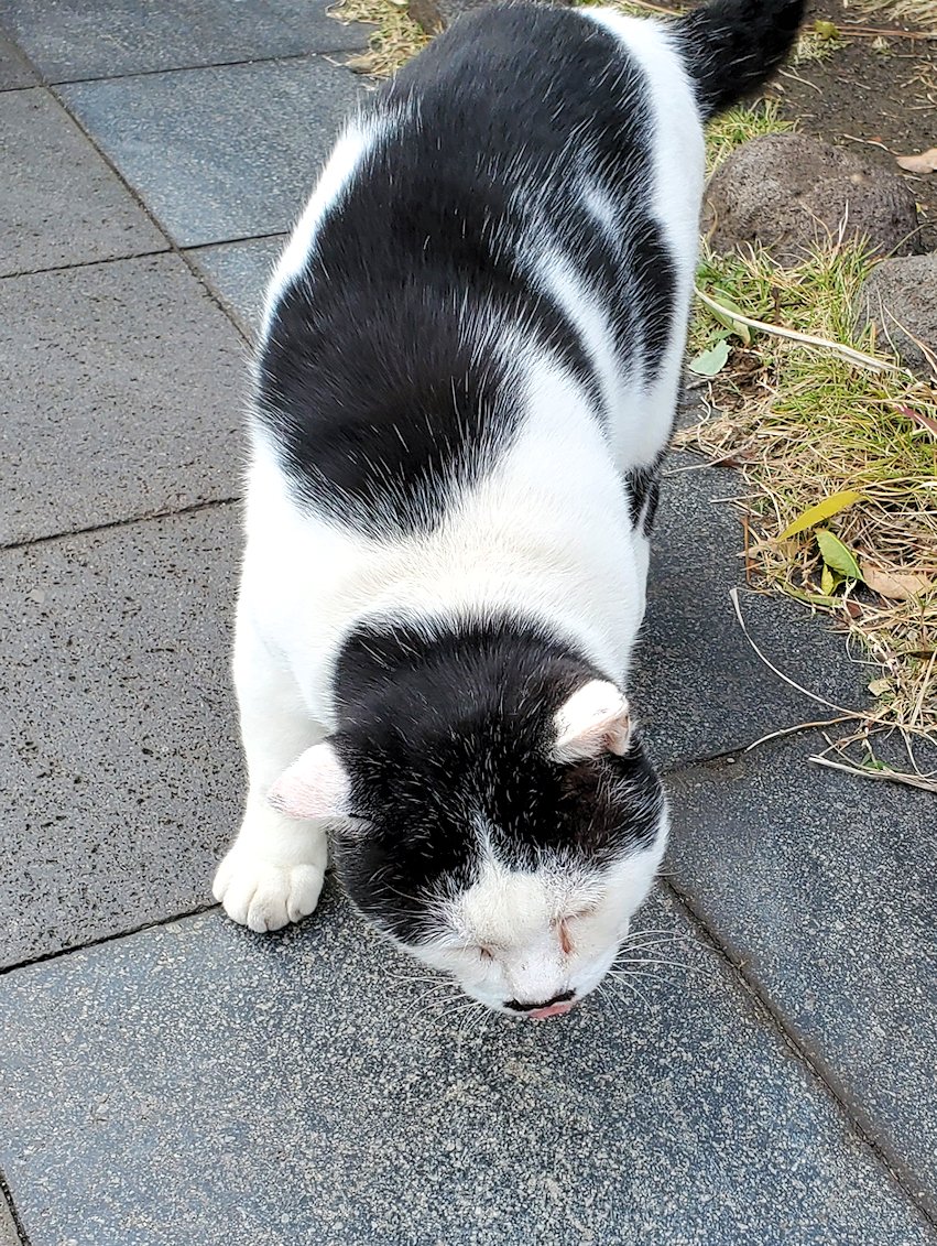 鹿児島 　桜島溶岩なぎさ公園　入口にいた猫ちゃん　ボス猫登場