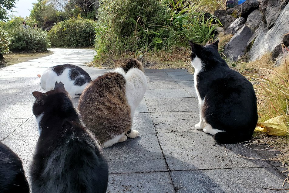 鹿児島 　桜島溶岩なぎさ公園　入口にいた猫ちゃん　遠くを眺める猫