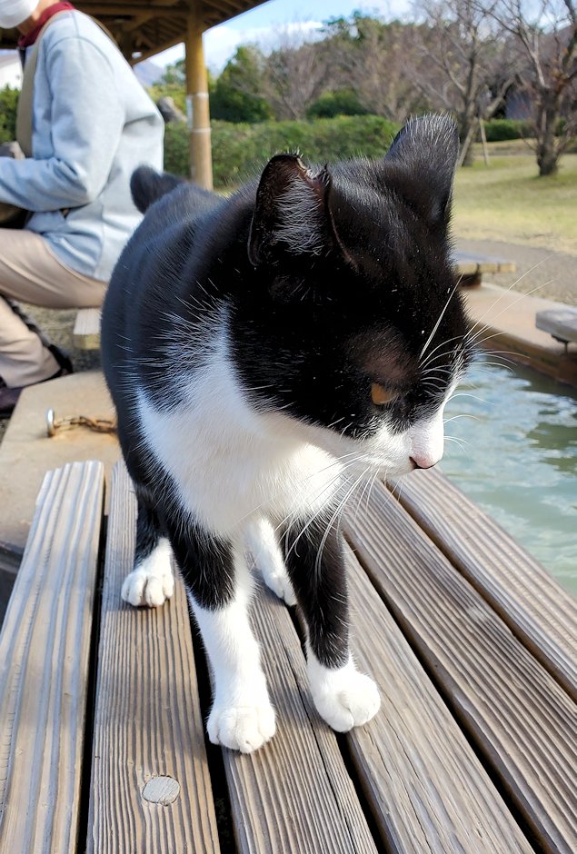 鹿児島 　桜島溶岩なぎさ公園　足湯コーナーに寄ってきた猫