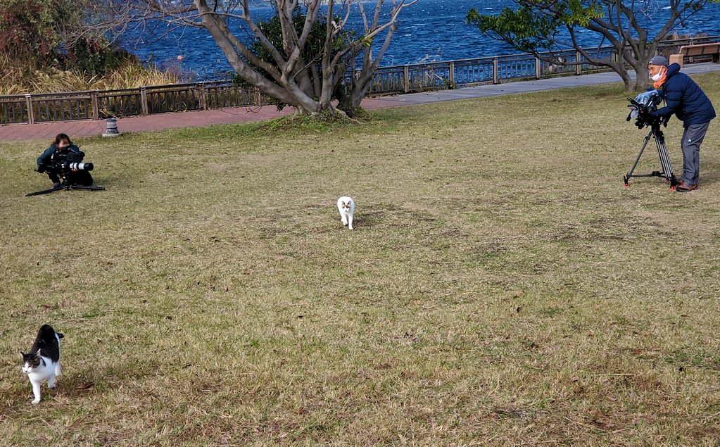 鹿児島 　桜島溶岩なぎさ公園　足湯コーナー近くで猫を撮影していた動物写真家の写真　世界ネコ歩き