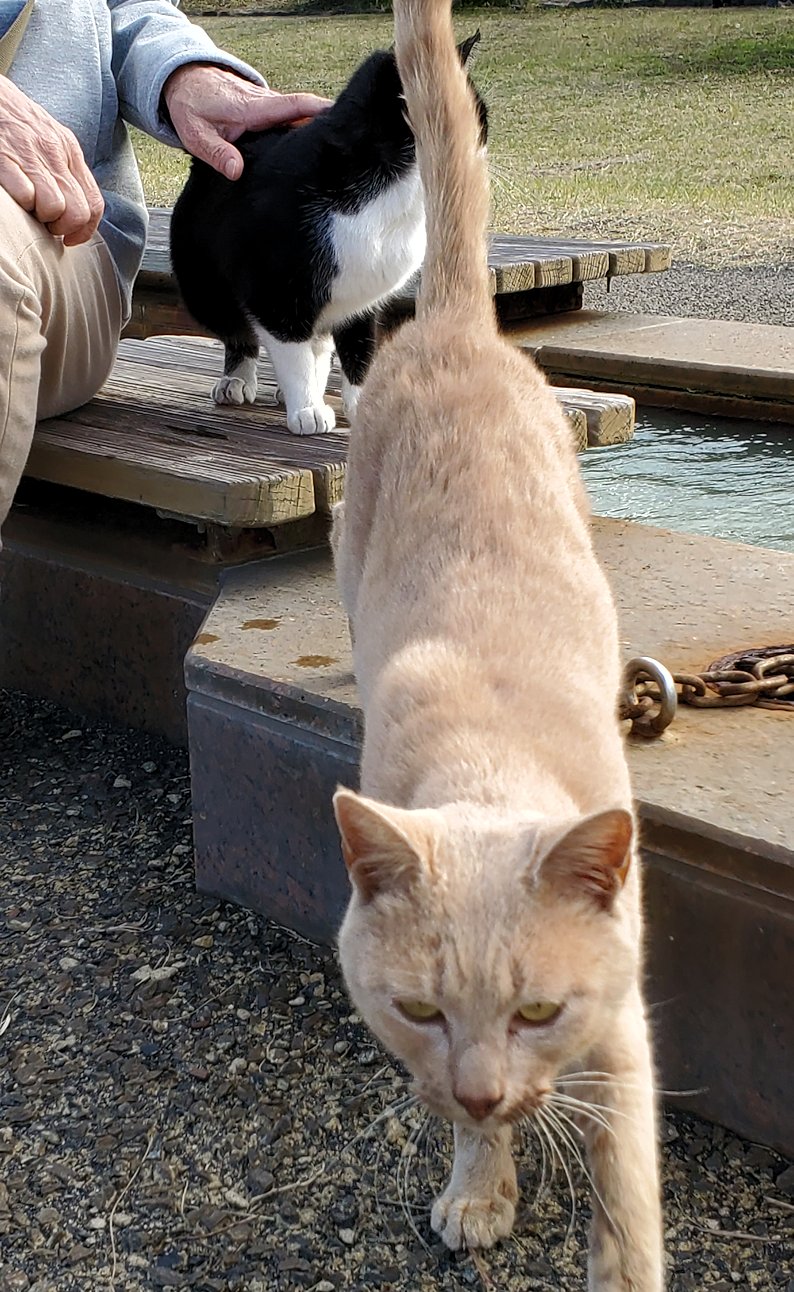 鹿児島 　桜島溶岩なぎさ公園　足湯コーナーに寄ってきた猫3