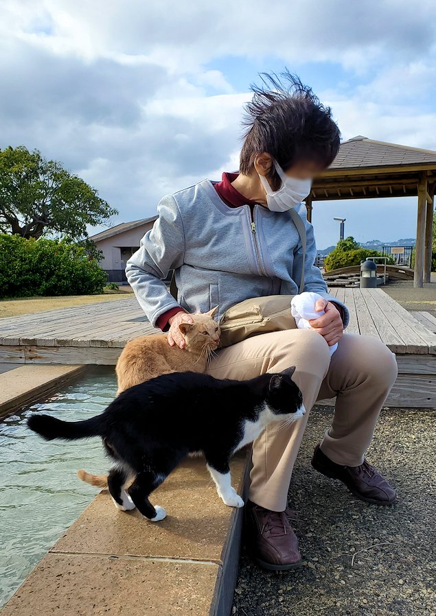 鹿児島 　桜島溶岩なぎさ公園　足湯コーナーに寄ってきた猫4