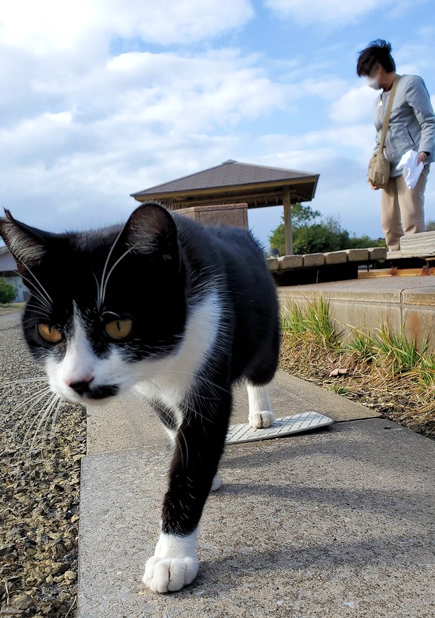 鹿児島 　桜島溶岩なぎさ公園　足湯コーナー近くでのんびりする猫2