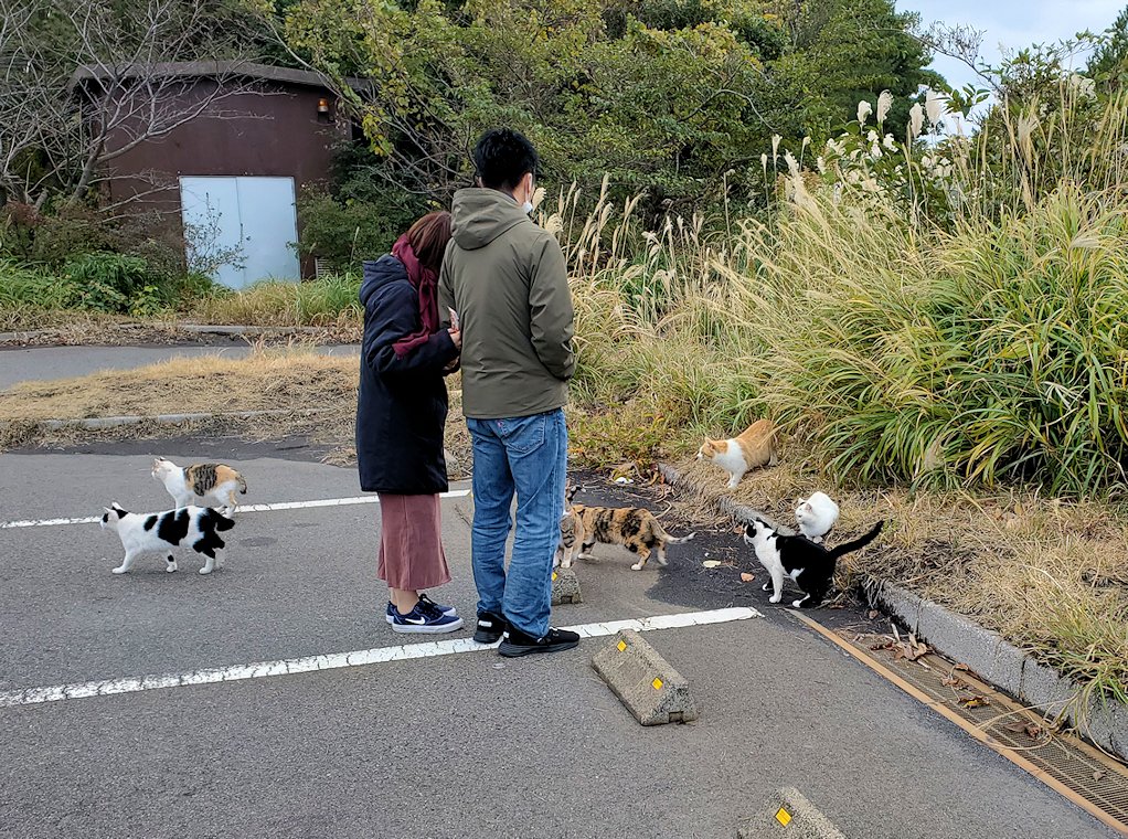 桜島 湯之平展望台　駐車場　猫