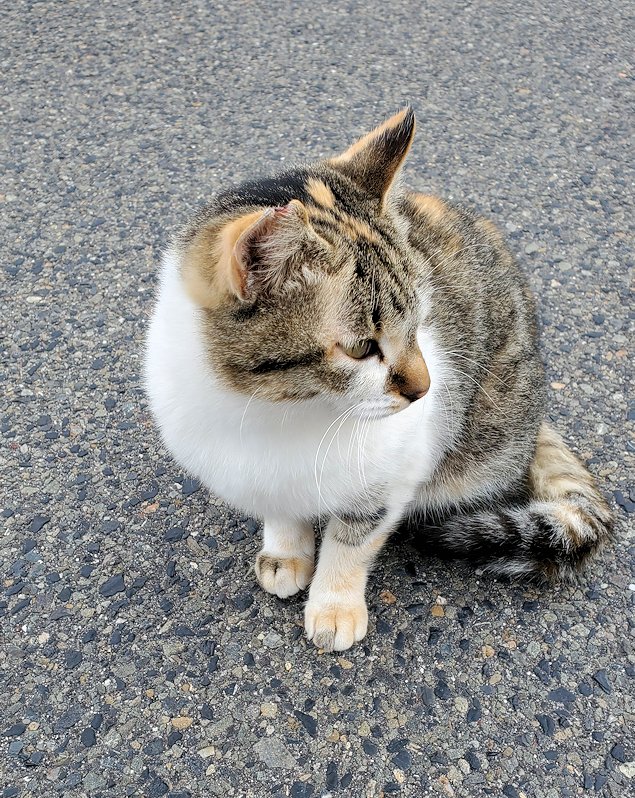 桜島 湯之平展望台　駐車場　猫の姿
