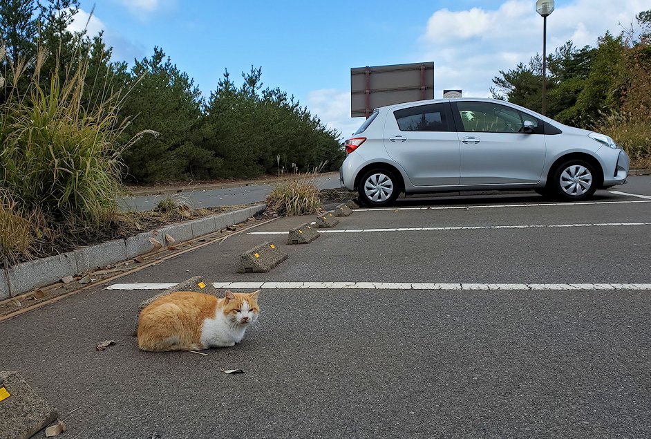 桜島 湯之平展望台の駐車場　座る猫