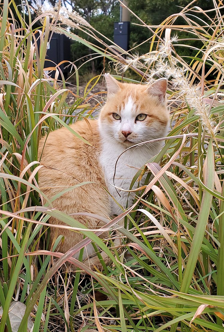 桜島 湯之平展望台の駐車場　草むらに逃げる猫