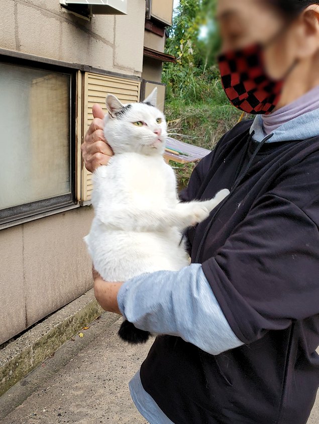 桜島　黒神　「椿の里(椿チャンポン)」　店主の飼う猫