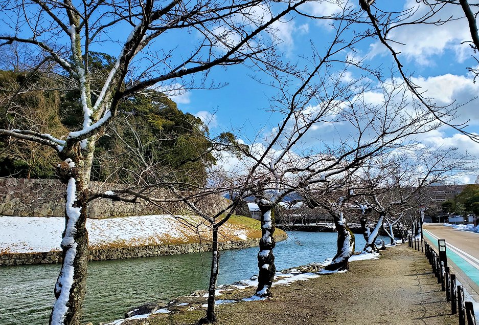 彦根城　内堀　桜の並木
