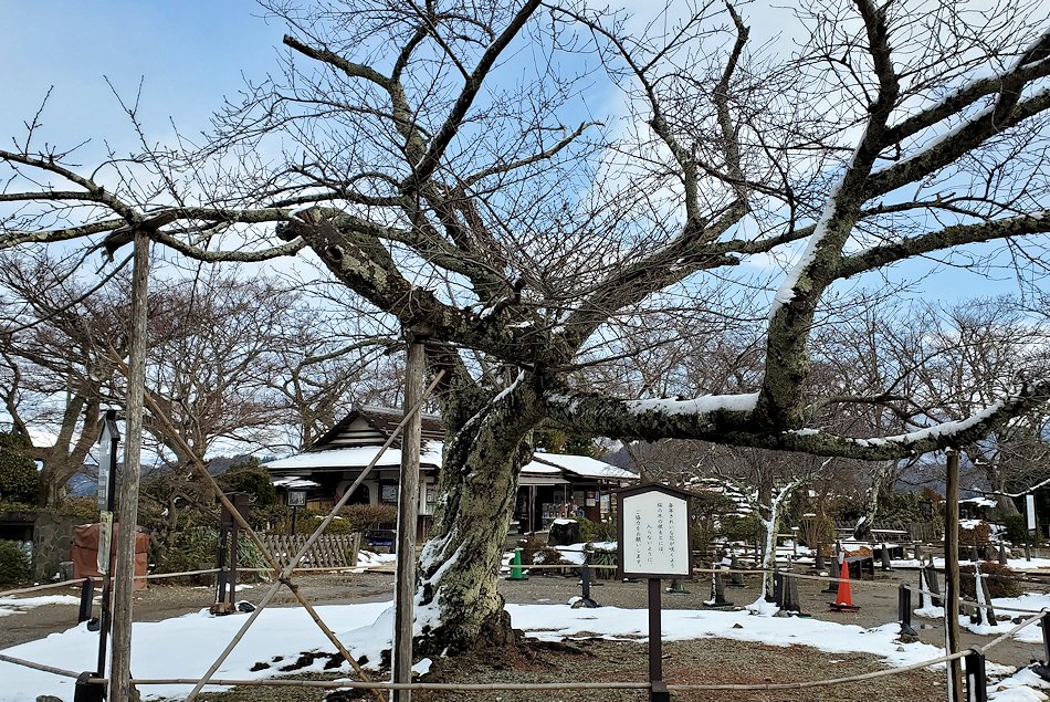 彦根城　本丸　天守閣の前の桜の木
