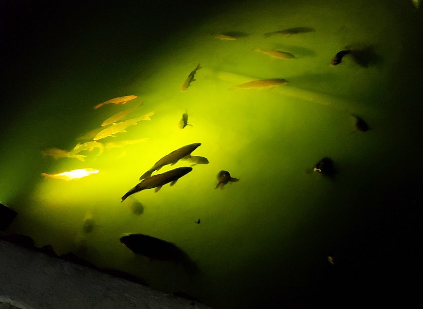 夜の松本城　ライトアップする照明に照らされる堀の鯉2