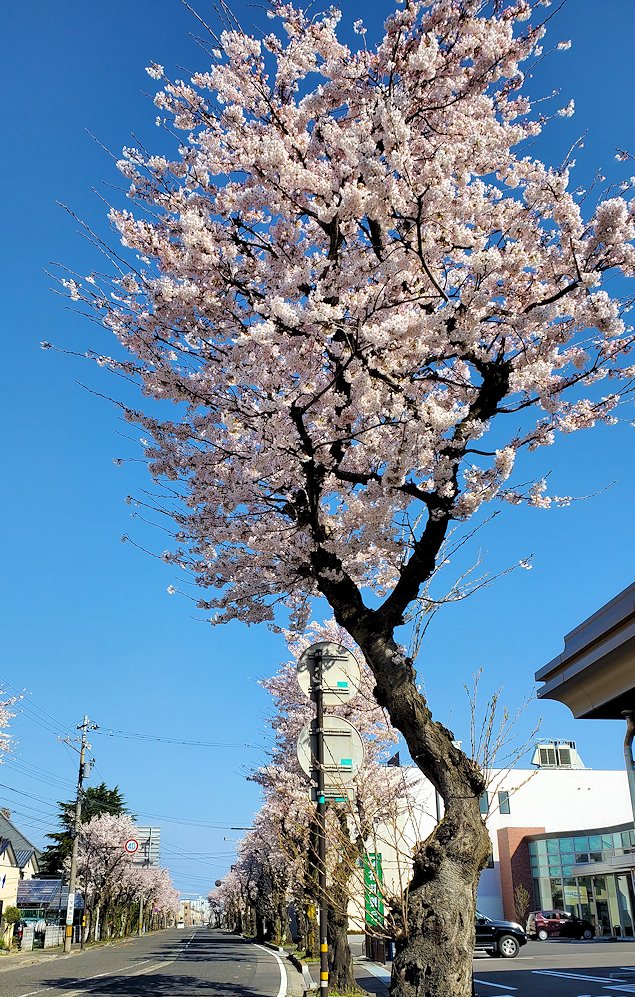 福井県敦賀市　通り沿いに咲く桜の木