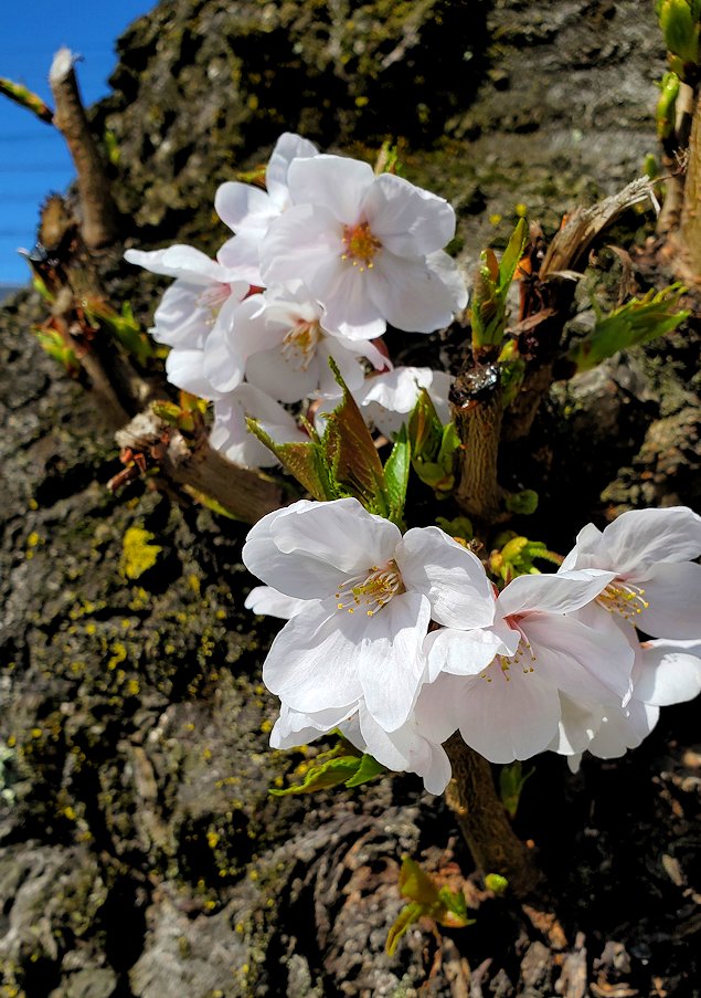 福井県敦賀市　通り沿いに立つ桜の木の峰から咲く花