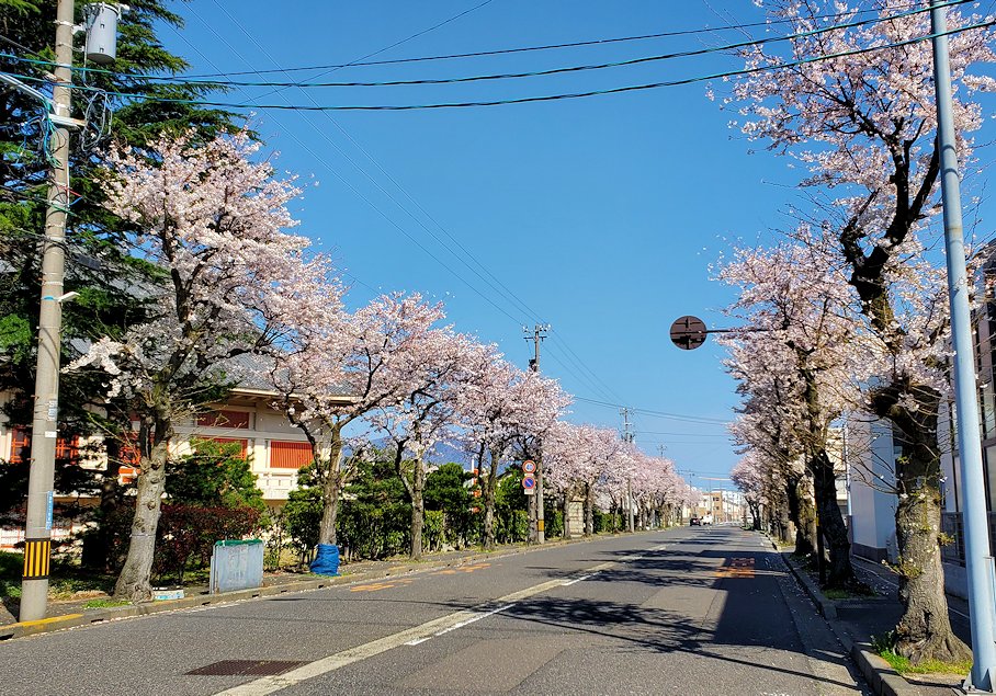 福井県敦賀市　通り沿いに咲く桜の木2