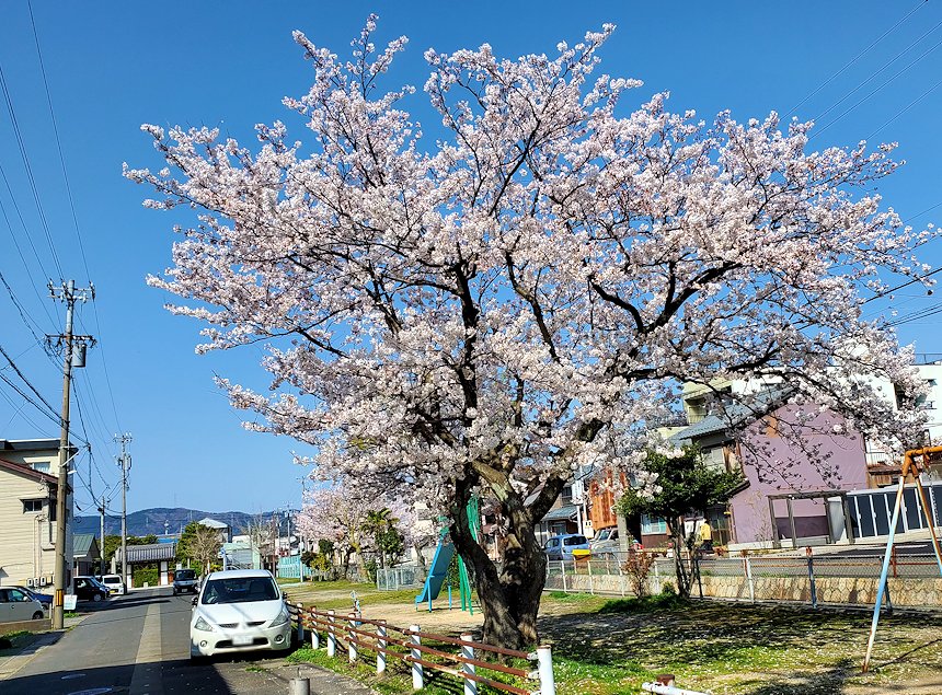 福井県敦賀市　通り沿いに咲く桜の木3