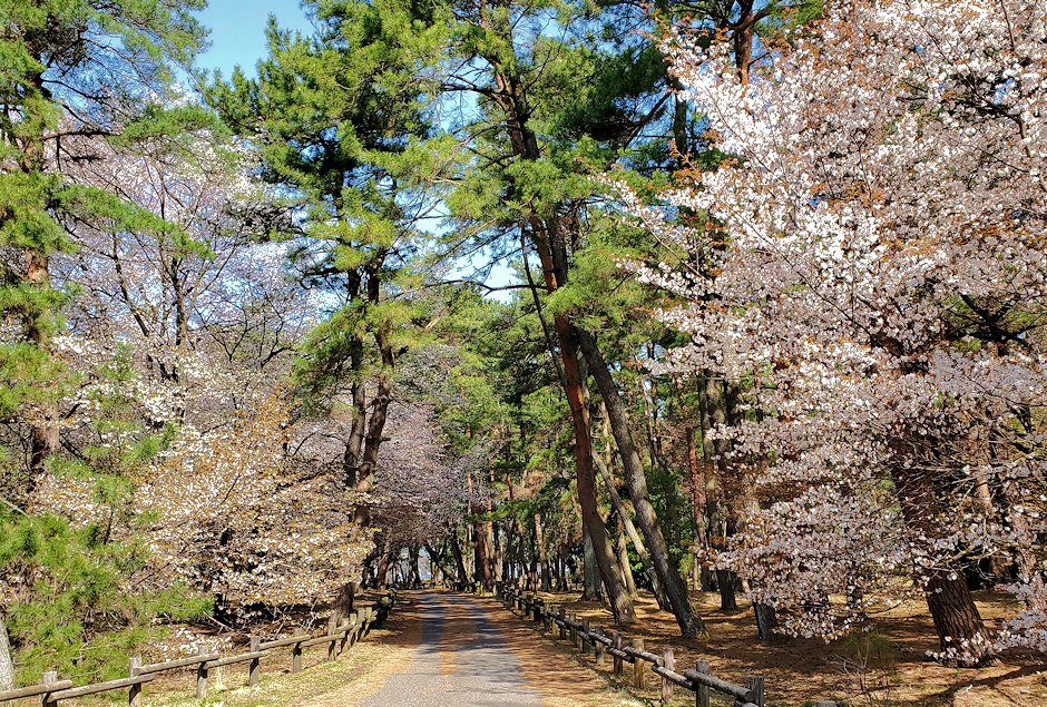 敦賀市　気比の松原　桜並木