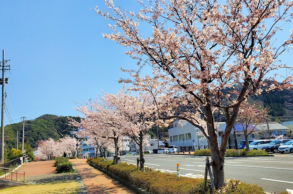 敦賀市　きらめきみなと館脇の桜並木