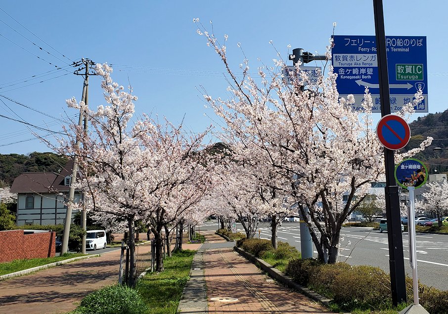 敦賀市　きらめきみなと館脇の桜並木を進む